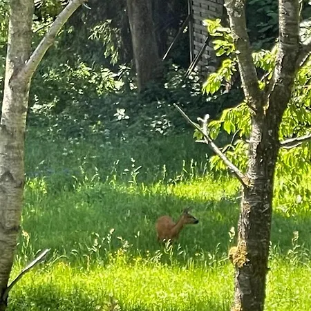 An Der Erlebniskappe Mit Fahrradkeller * Winterberg